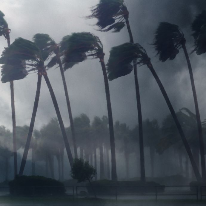 Hurricane Trees
